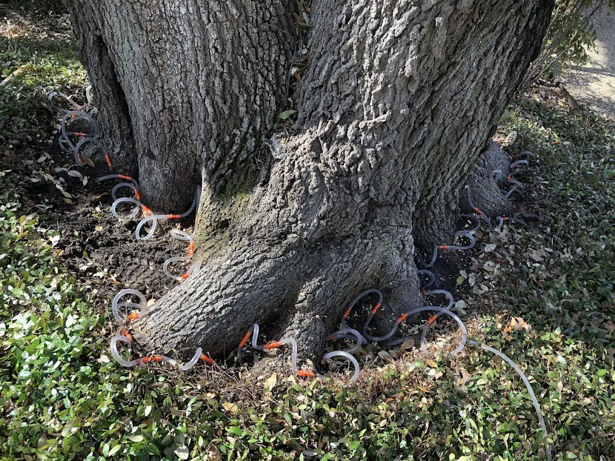 Detailed Shrub and Hedge Trimming job site in Andrews