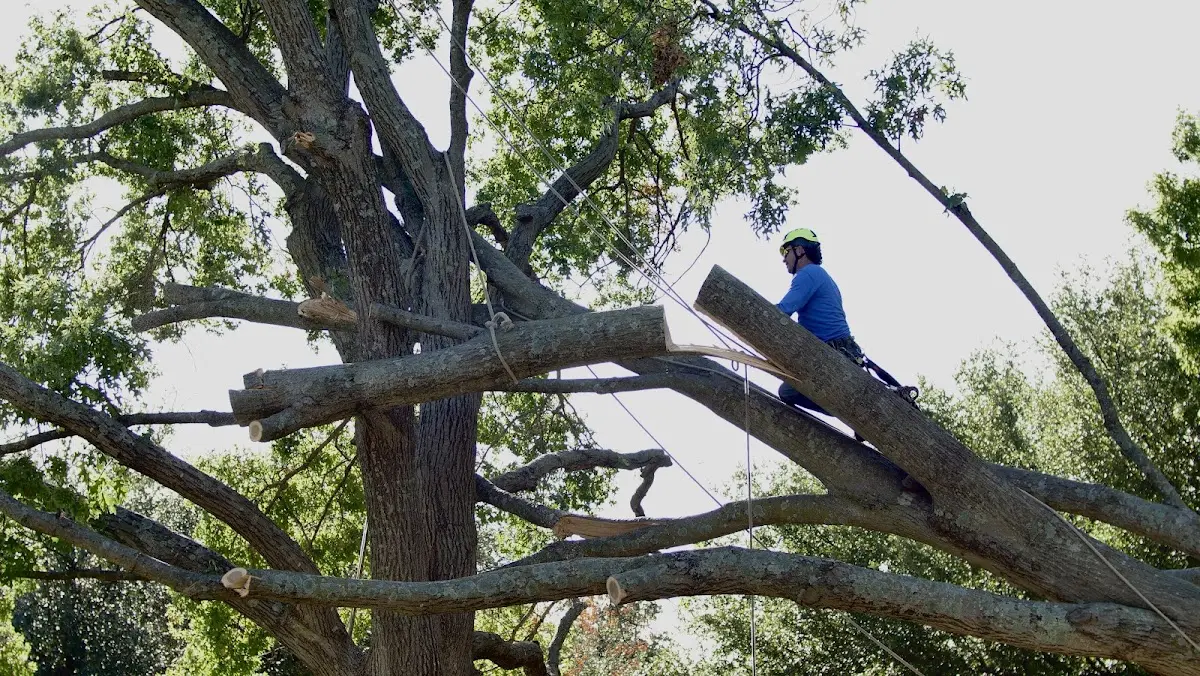 Professional Hazardous Tree Removal performed by certified arborists in Andrews